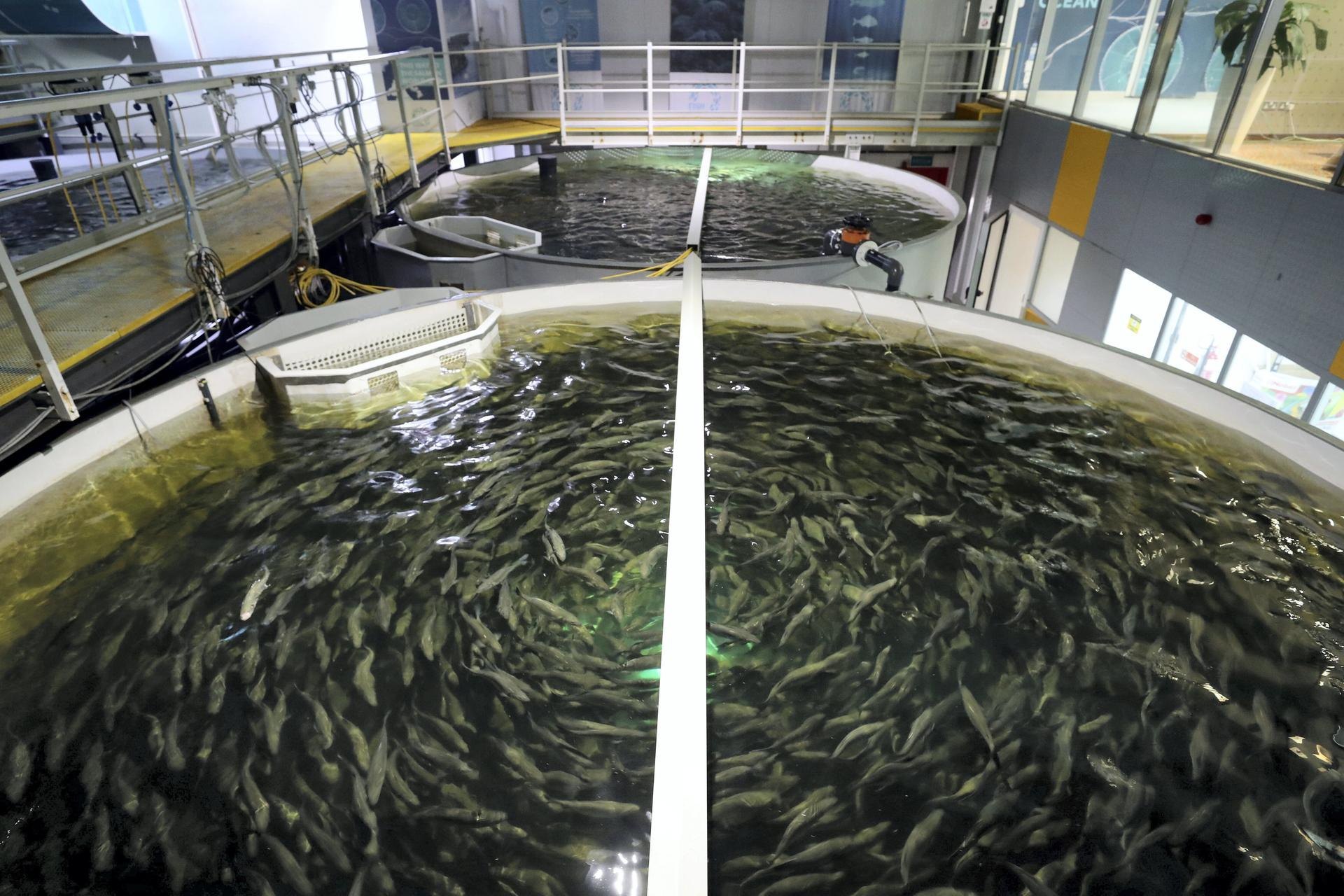 indoor-fish-farming